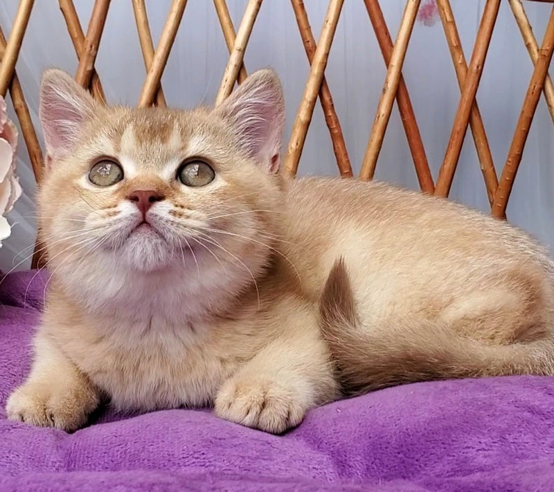 Ralph British Shorthair male cinnamon golden shaded - live animals