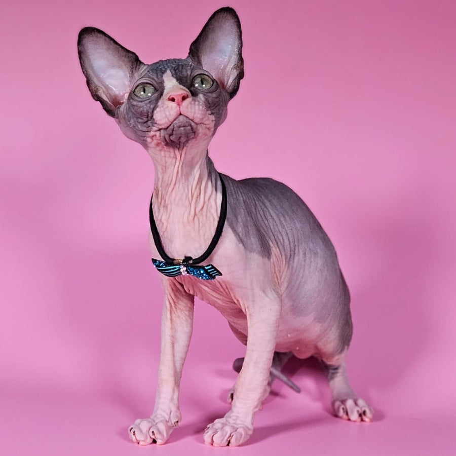 Basalt Canadian Sphynx male, black bicolour