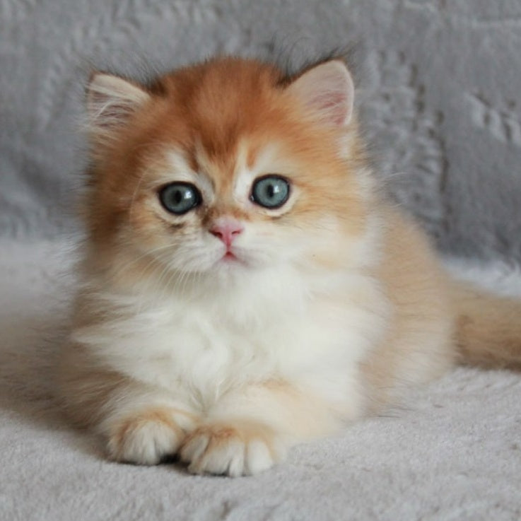 Kruasan British Longhair male, black golden chinchilla