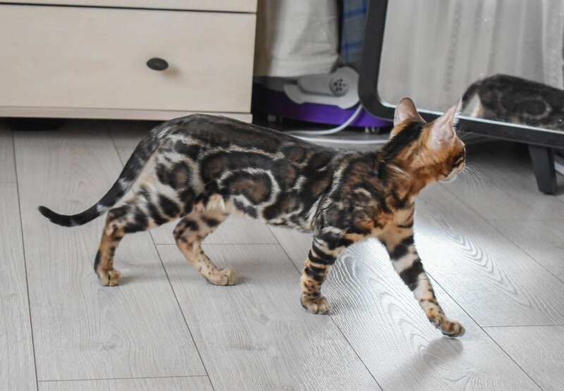 Wolt Bengal male black spotted tabby - live animals