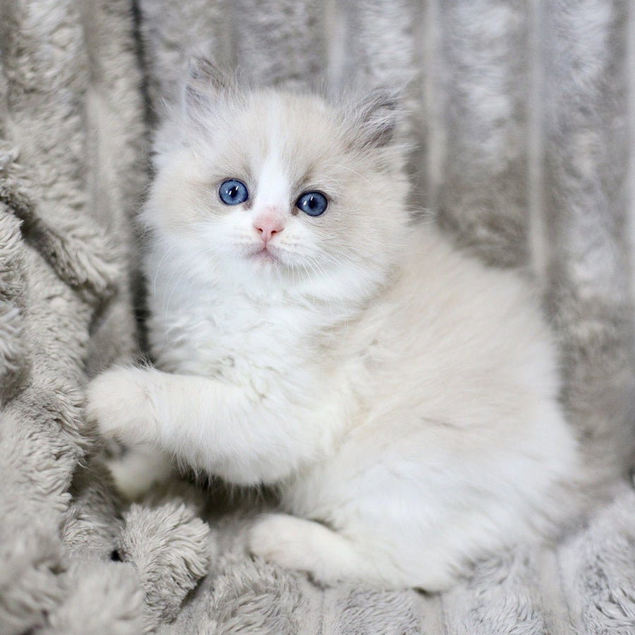 Yasmin Ragdoll female, blue bicolour