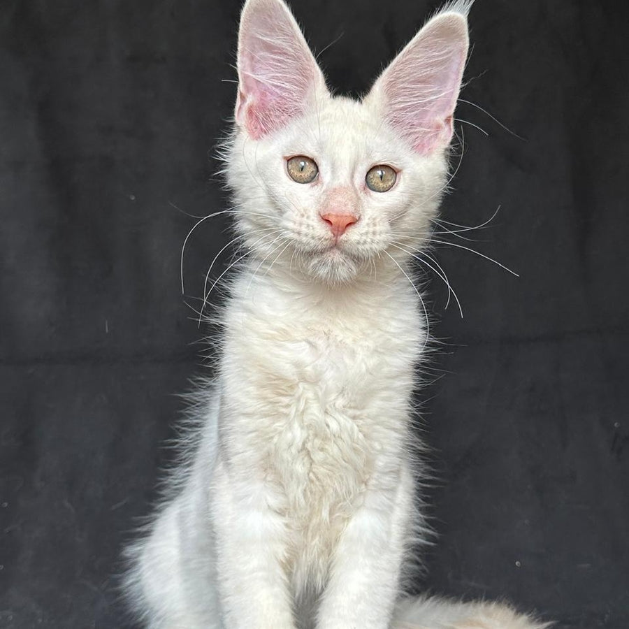 Jumbo Maine Coon polydactyl 6x6x6x6 male, red silver shaded