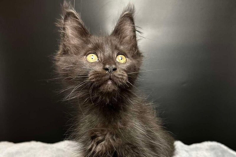 Barcelona Maine Coon female black - live animals