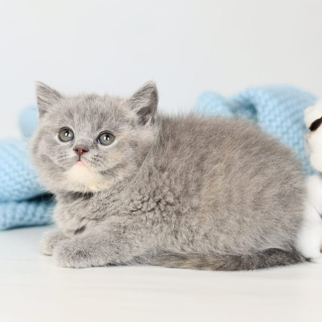 Perseya British Shorthair female, blue tortie