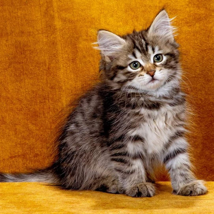 Katya Siberian female, black spotted tabby