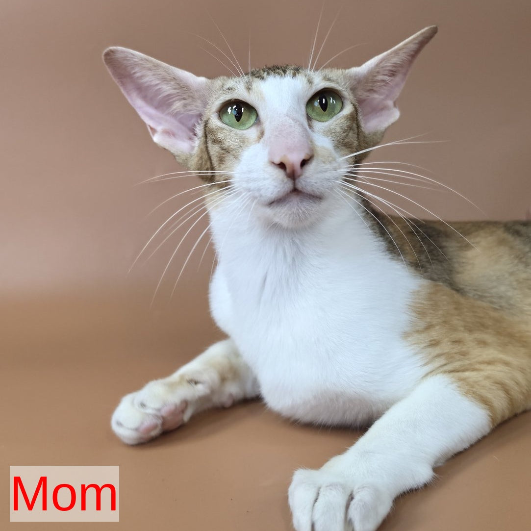Kovu Oriental Shorthair male, red spotted tabby