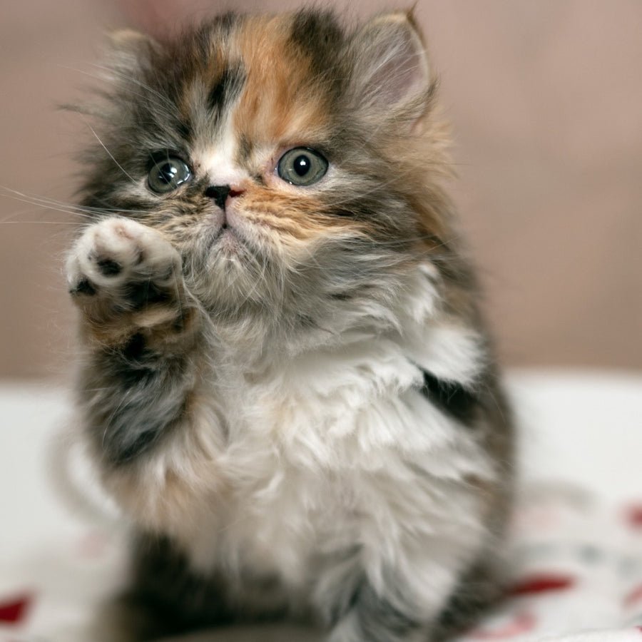 Kubishka Scottish Fold female, black tortie spotted tabby bicolour