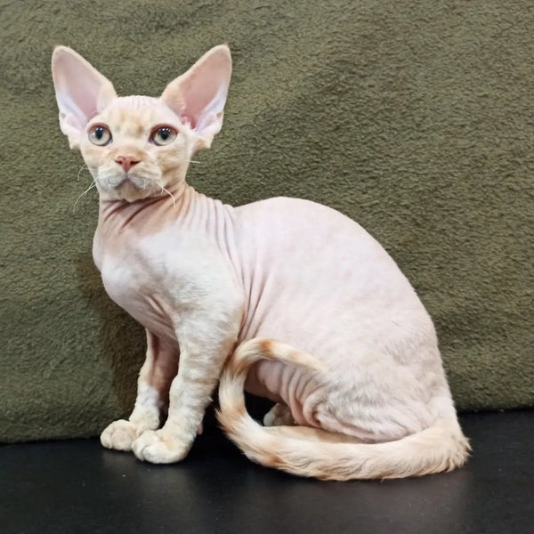 Edgar Devon Rex male, red bicolour tabby