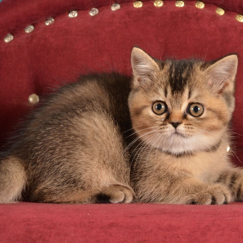 Iriska Scottish Straight female, black ticked tabby