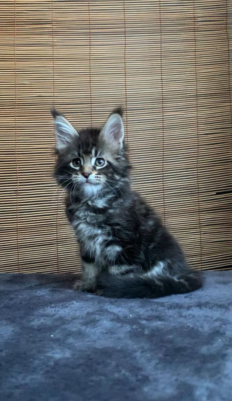 Lorelei Maine Coon female black tabby live animals
