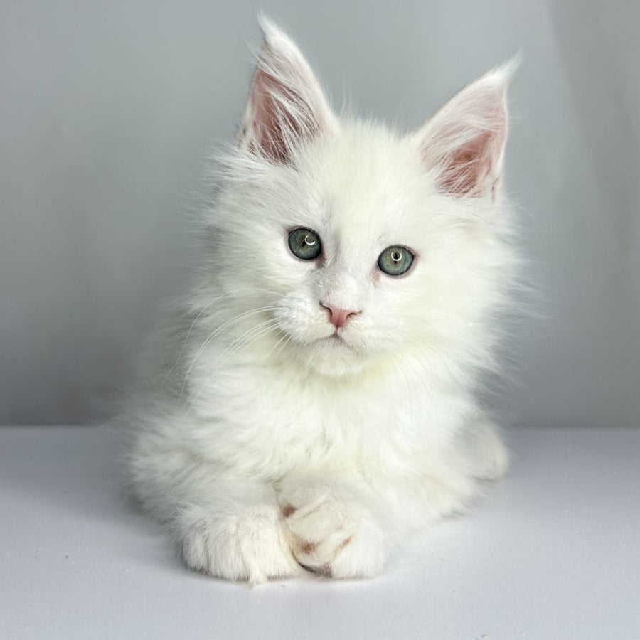 Gordey Maine Coon male, white