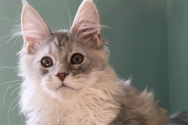 Bumblebee Maine Coon male, black silver spotted tabby