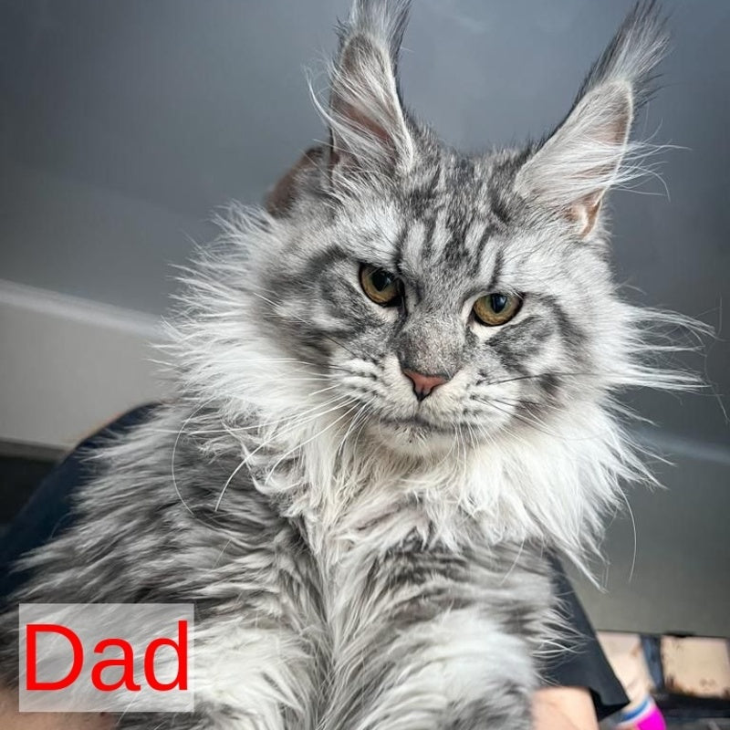 Adam Maine Coon male, black silver