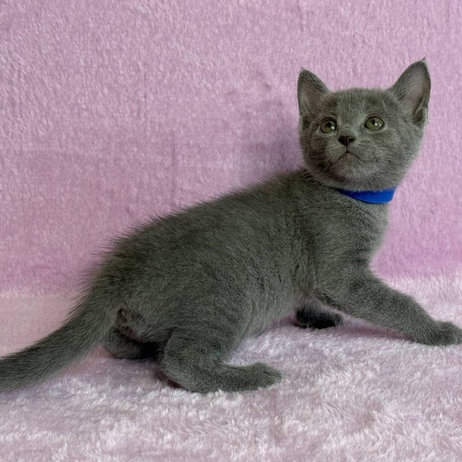 Leona Russian Blue female, blue