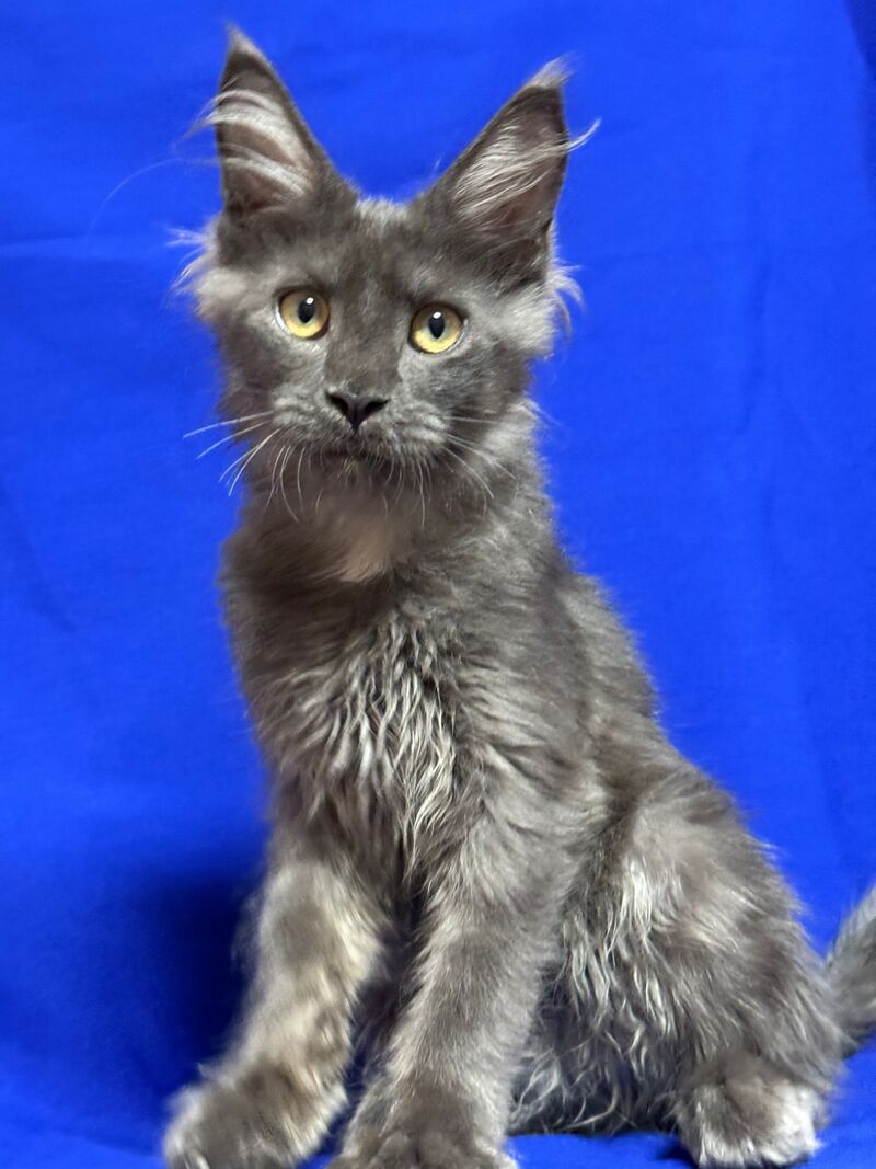 Betty Maine Coon female, blue with white