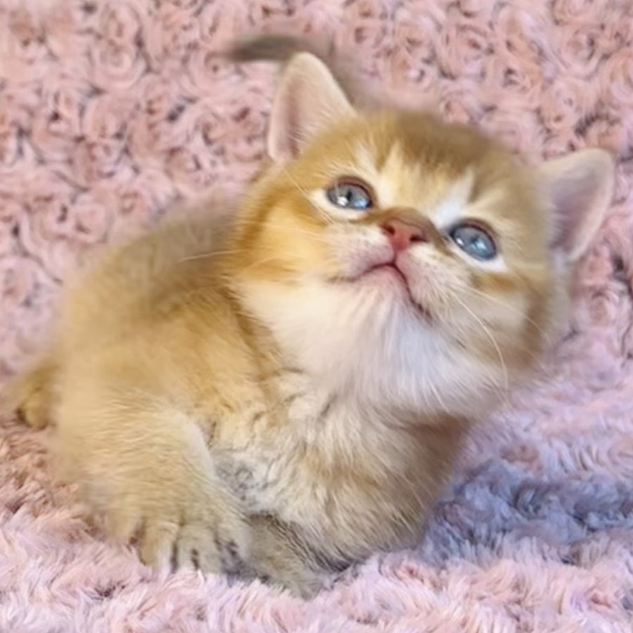 Golden Prince British Shorthair male, cinnamon golden shaded