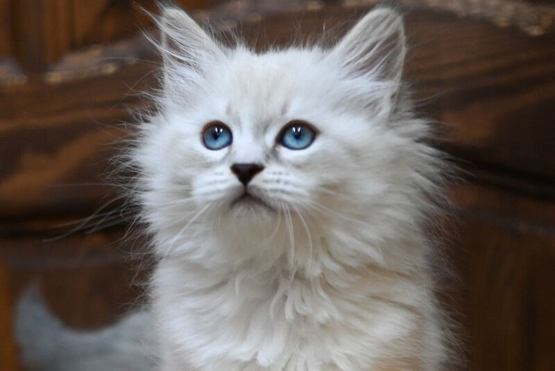 Ester Neva Masquerade female, blue tabby pointed bicolour