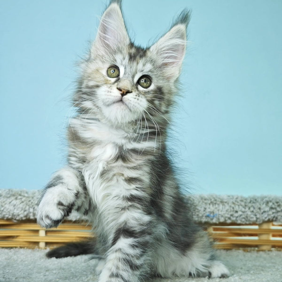 Hanna Maine Coon female, black tortie silver tabby