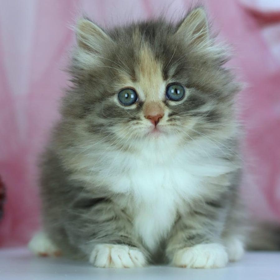 India Siberian female, blue tortie with white spotted tabby