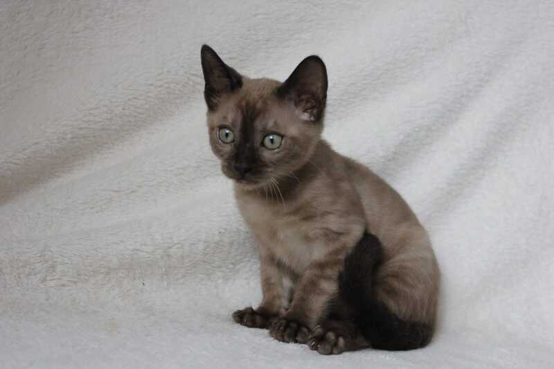 Nutella Bengal female, black pointed