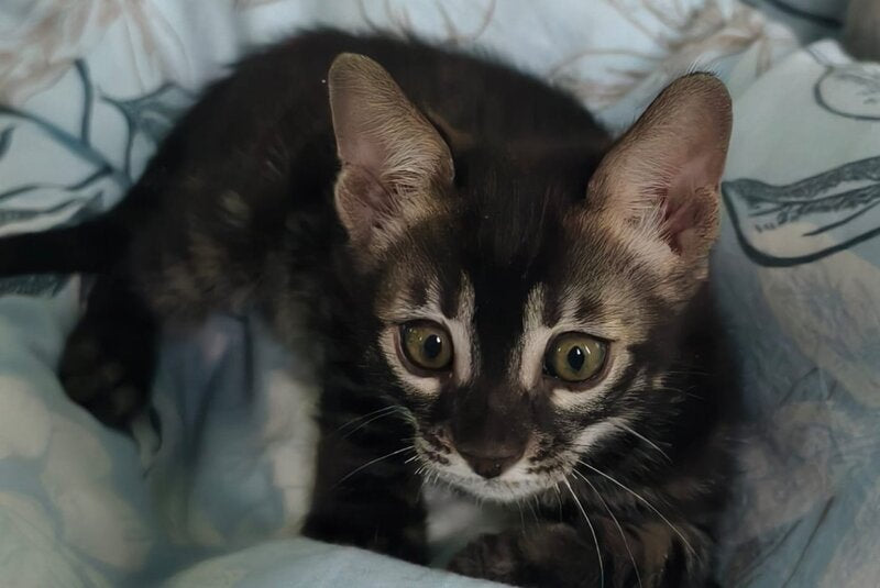 Dorian Bengal male, black spotted tabby