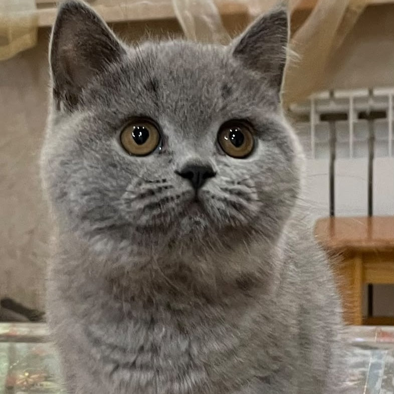 Rambo British Shorthair male, blue
