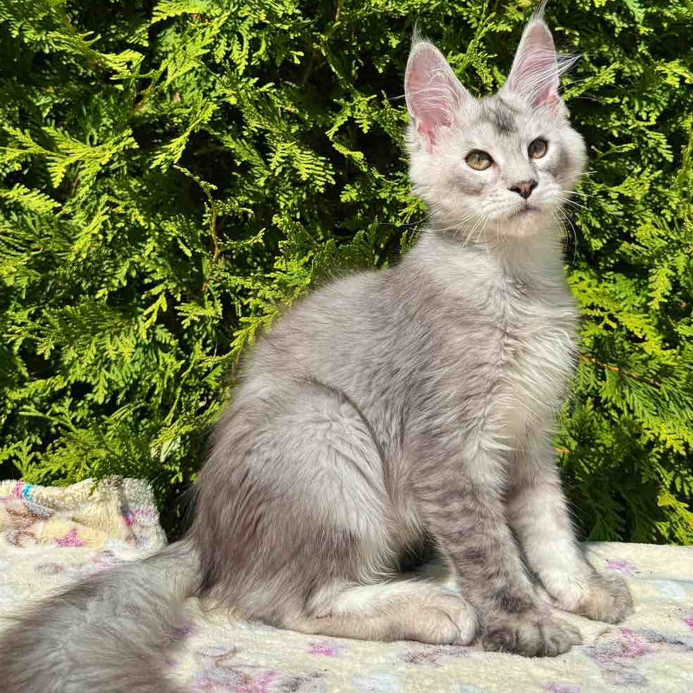 Idris Maine Coon male, black silver ticked tabby