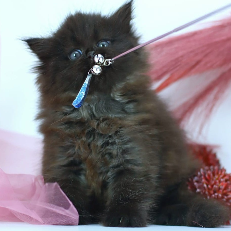 Hugo Boss Persian male, black