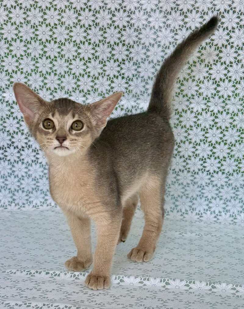 Zhasmin Abyssinian female blue - live animals