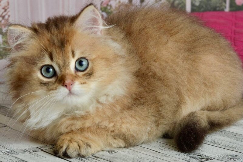 Sultan British Longhair male black golden shaded - live animals
