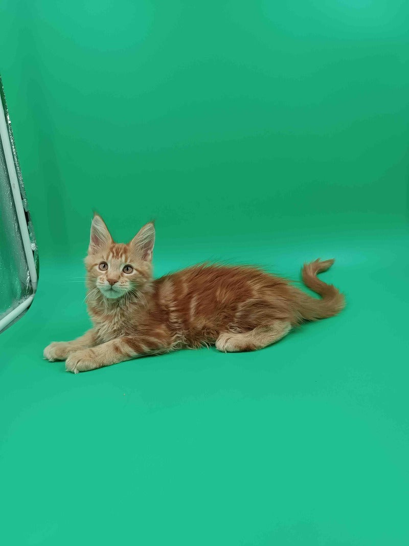 Rich Maine Coon male, red tabby