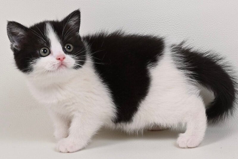 Mia British Shorthair female black bicolour - live animals