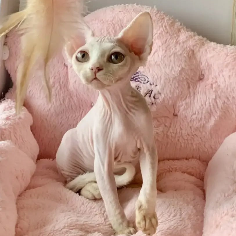 Zosya Devon Rex female, white