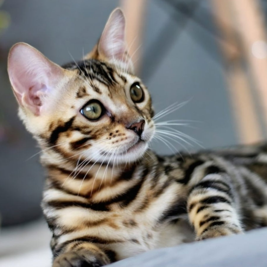 Robby Bengal male, black spotted tabby