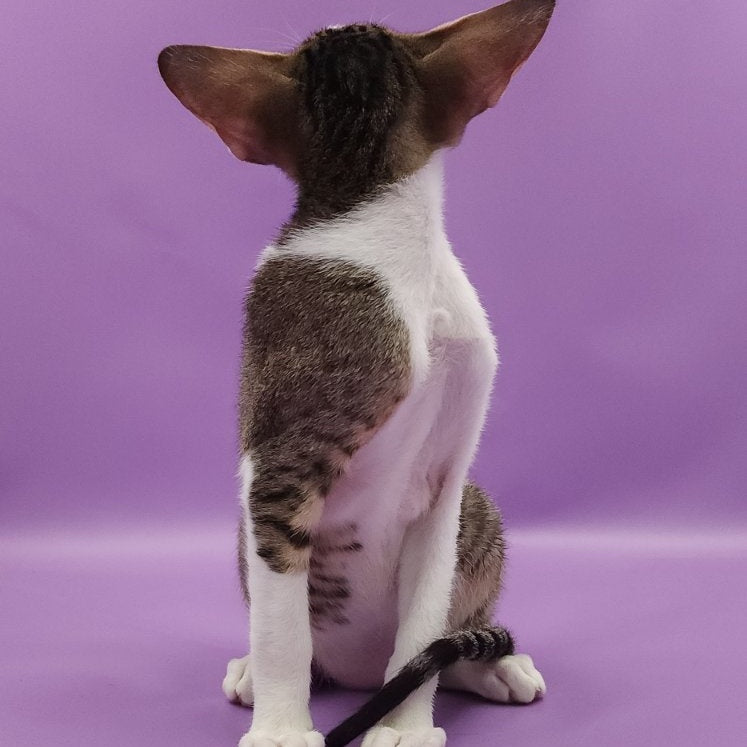 Winston Oriental Shorthair male, chocolate spotted tabby bicolour