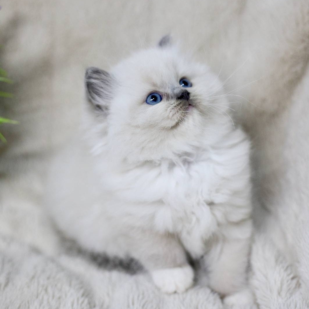 Rolex Ragdoll male, blue mitted