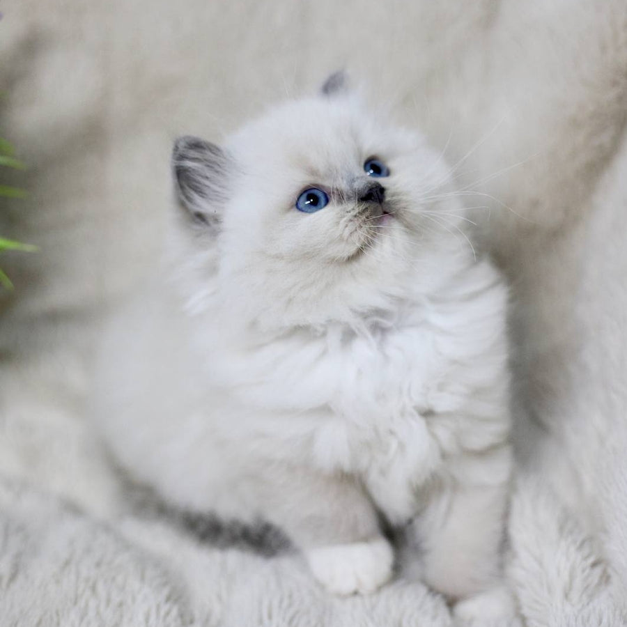 Rolex Ragdoll male, blue mitted