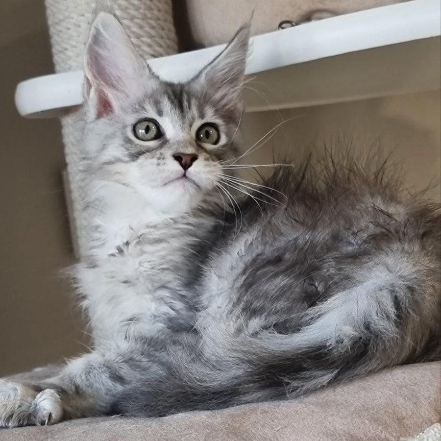 Elit Maine Coon male, black silver spotted tabby