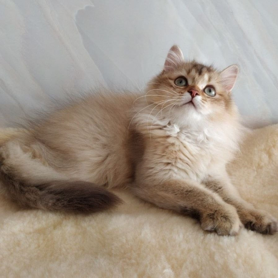Corby Scottish Straight male, chocolate golden ticked tabby