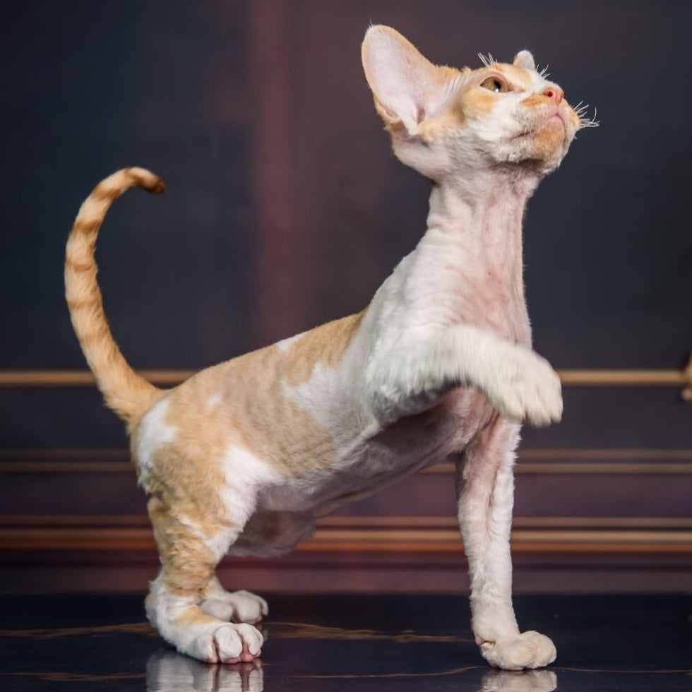 Kuki Devon Rex male, red bicolour