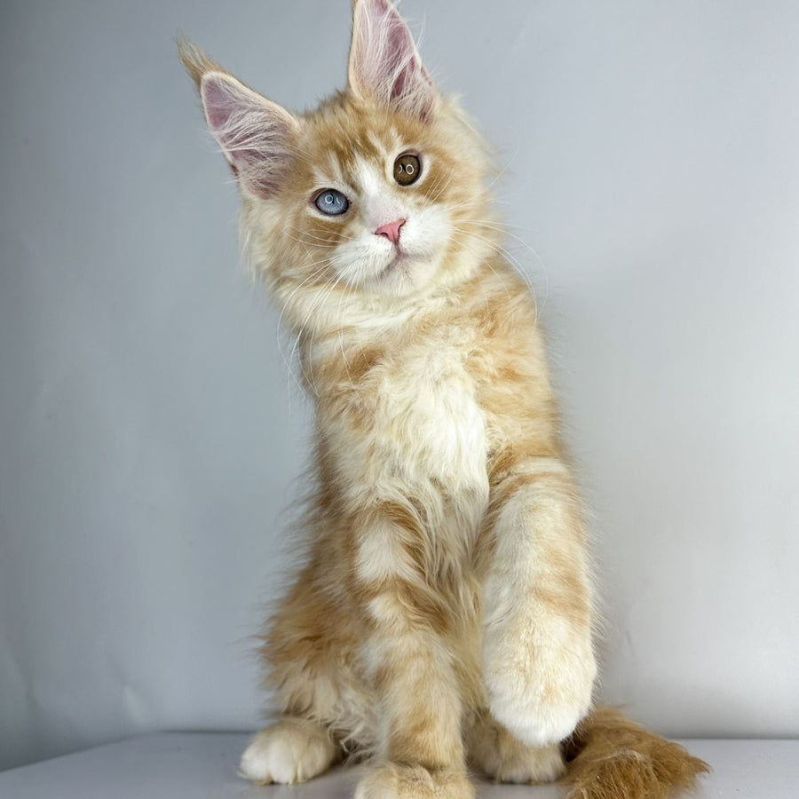 Carter Maine Coon male, red silver tabby with white