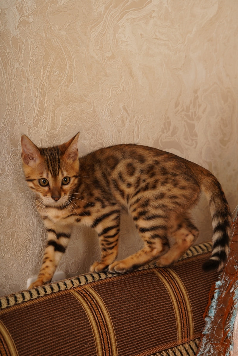 Jaguar Bengal male, black spotted tabby