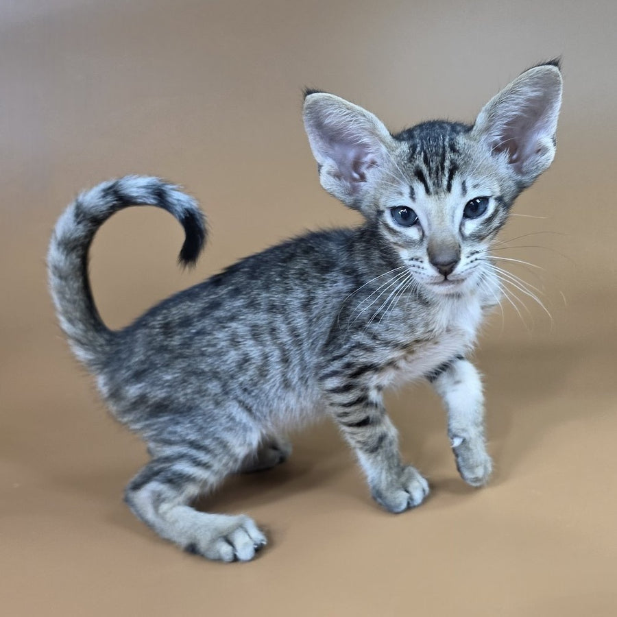 Biscuit Oriental Shorthair male, black spotted tabby