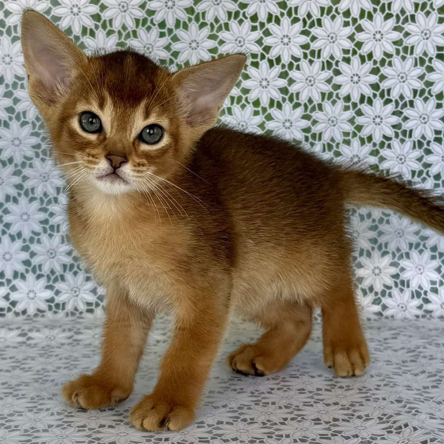 Hermes Abyssinian male, ruddy