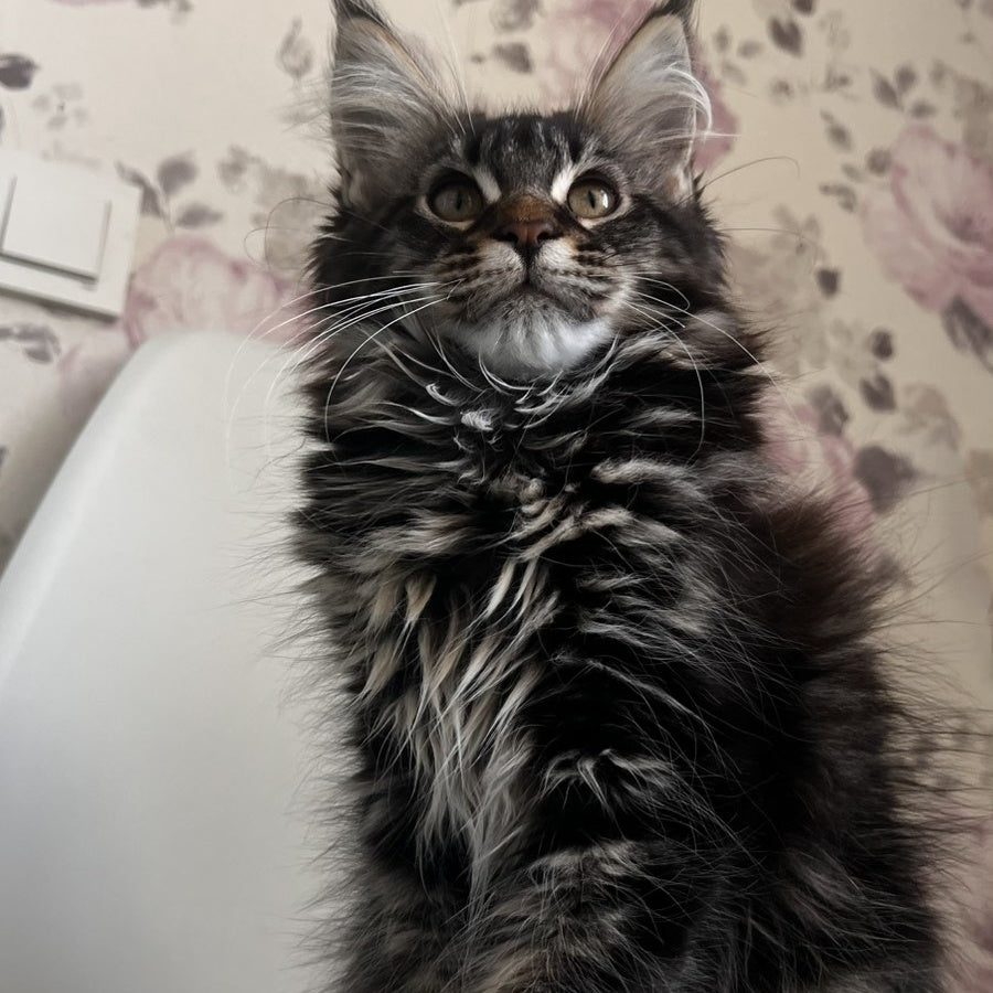 Sebastian Maine Coon male, black tabby