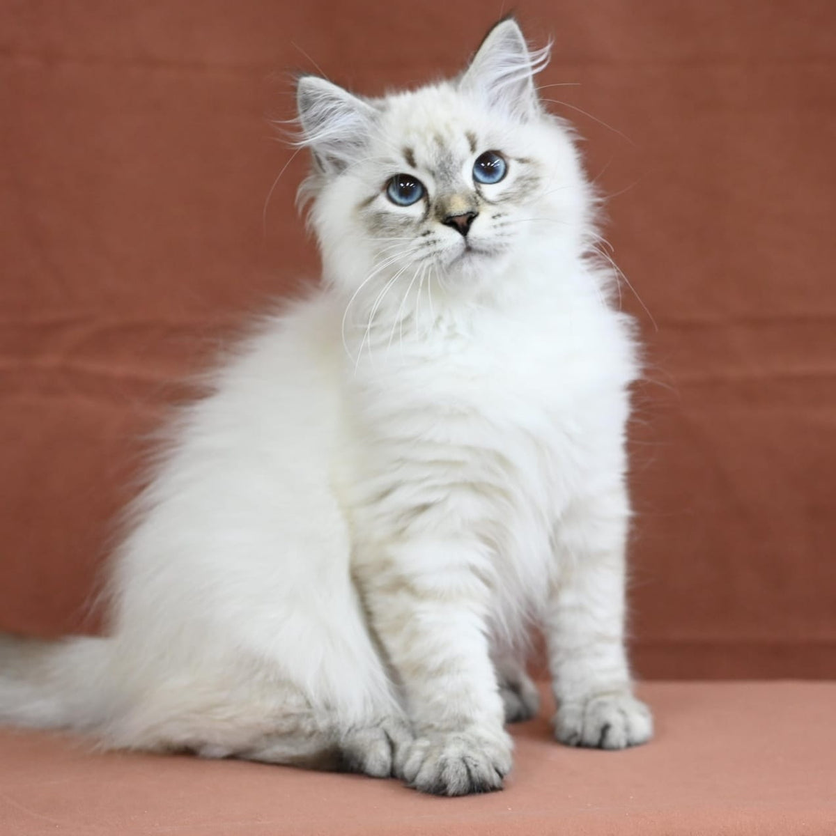 Kim Siberian male, seal tabby pointed