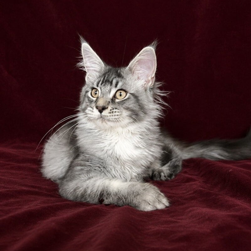 Hailen Maine Coon male, black silver ticked tabby