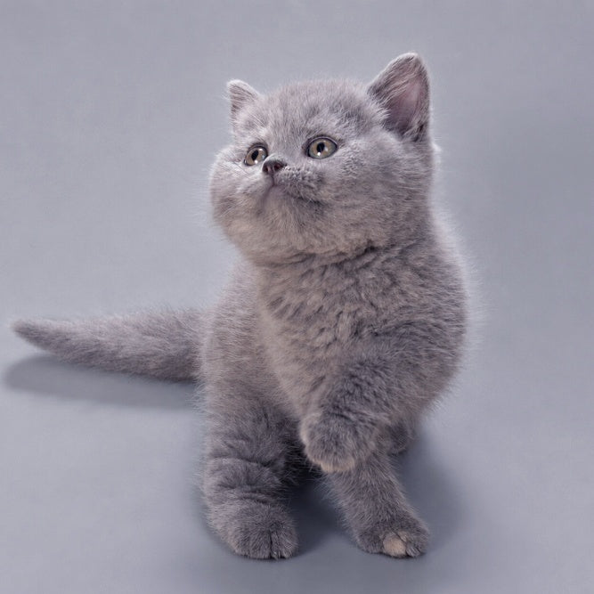 Riley British Shorthair female, blue tortie