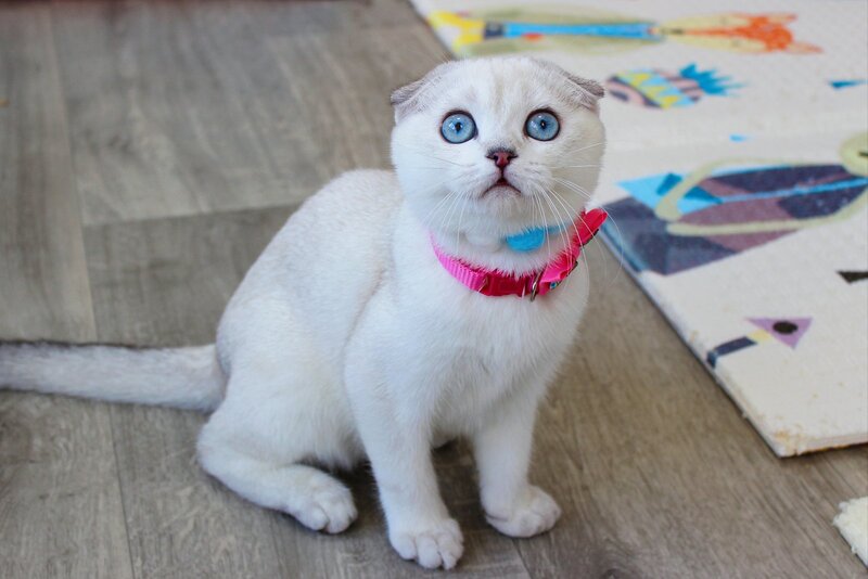 Bianca Scottish Fold female, black silver shaded pointed