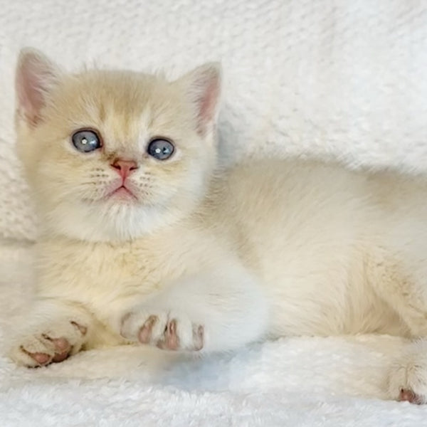 Galaxy Star British Shorthair male, lilac golden shaded